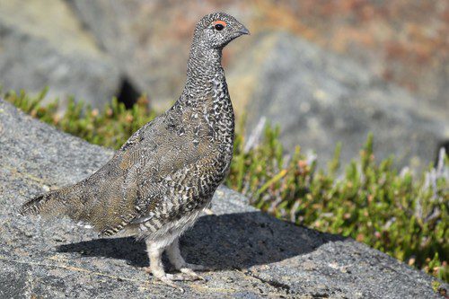 Photo-58193613-no-rights-reserved-uploaded-by-Braden-J.-Judson-