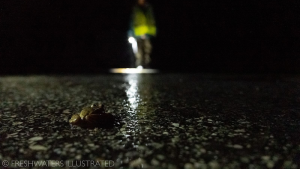 Friends of the Frogpool Lane 