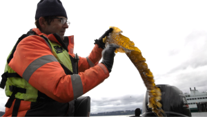 Kelp in the Northwest