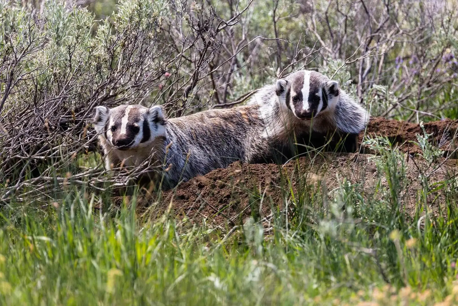1620px-badgers-digging-near-indian-creek-campground-35765900565jpg